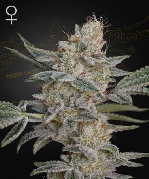 Super Lemon Haze x RS11 Cannabis Seeds