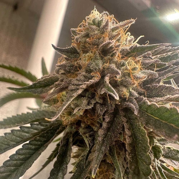 Pink Waferz 2.0 Cannabis Seeds