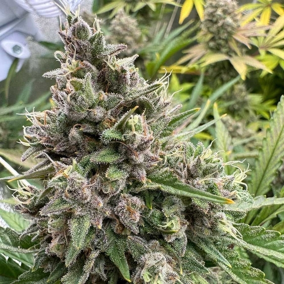 Pink Quavers Cannabis Seeds
