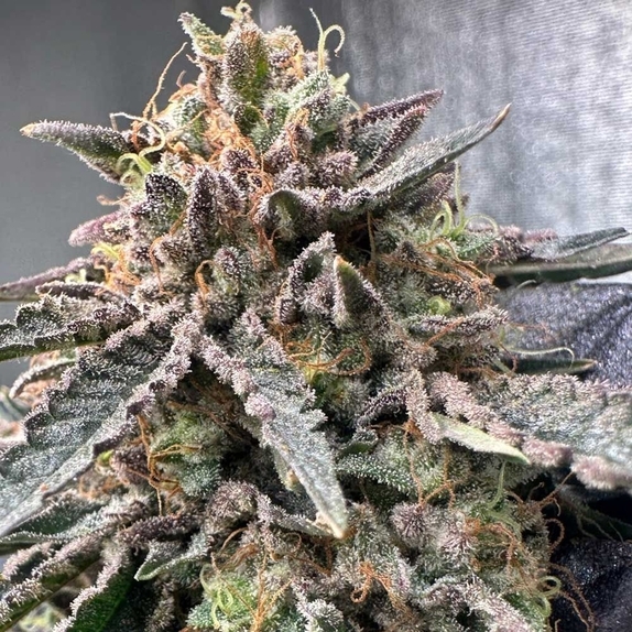 Pink Zheez Cannabis Seeds