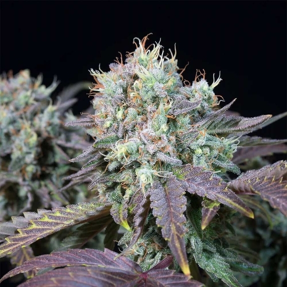 Blue Gem Cannabis Seeds