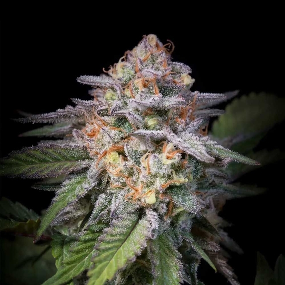 Highway 66 Cannabis Seeds