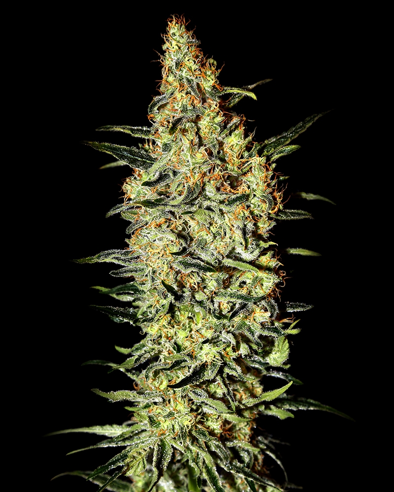 Nevilles Haze Cannabis Seeds