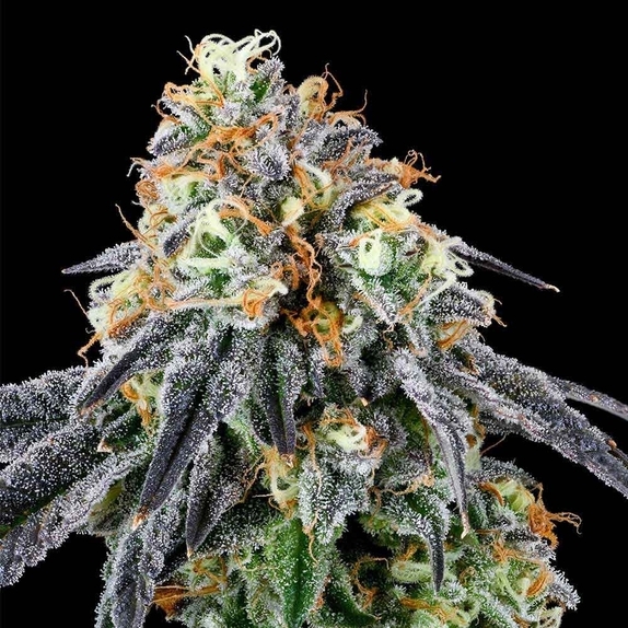 Nose Candi Cannabis Seeds