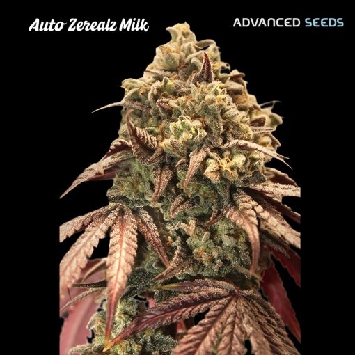 Auto Zerealz Milk Cannabis Seeds