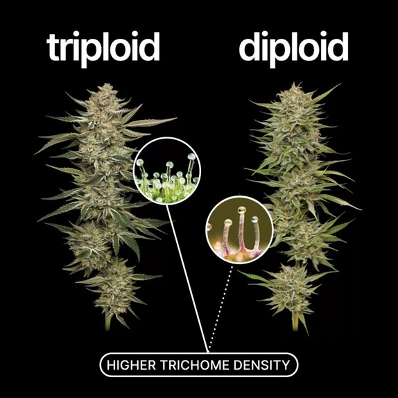 Orange Runtz Triploid Cannabis Seeds