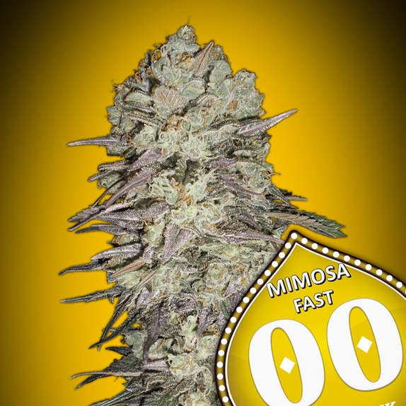 Mimosa Fast Cannabis Seeds