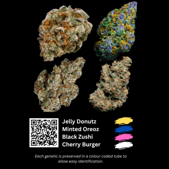 Feminized Collection Cannabis Seeds