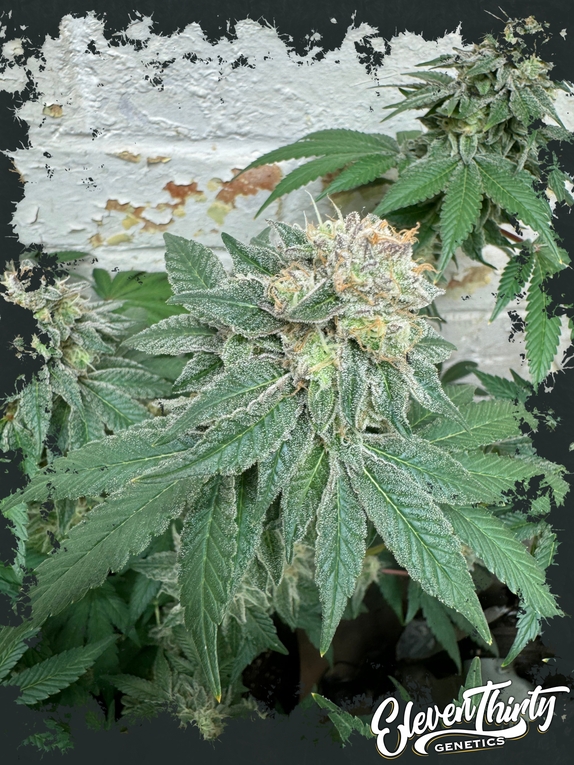 Blue Zlushi Autoflowering Cannabis Seeds