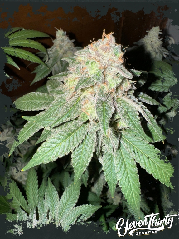 Cake Budder autoflowering Cannabis Seeds