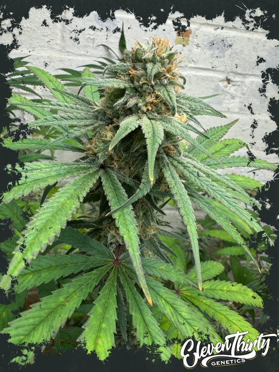 Cheese Wizard Cannabis Seeds