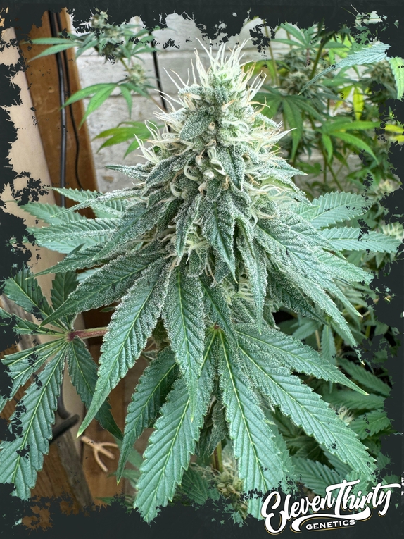 CURDZ Cannabis Seeds