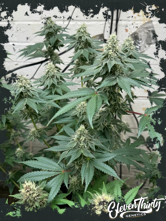 CURDZ autoflowering Cannabis Seeds
