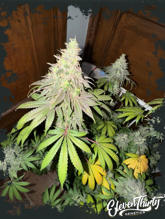 Dawg Fartz Cannabis Seeds