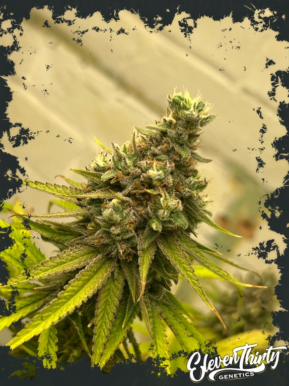 Dawg Fartz autoflowering Cannabis Seeds