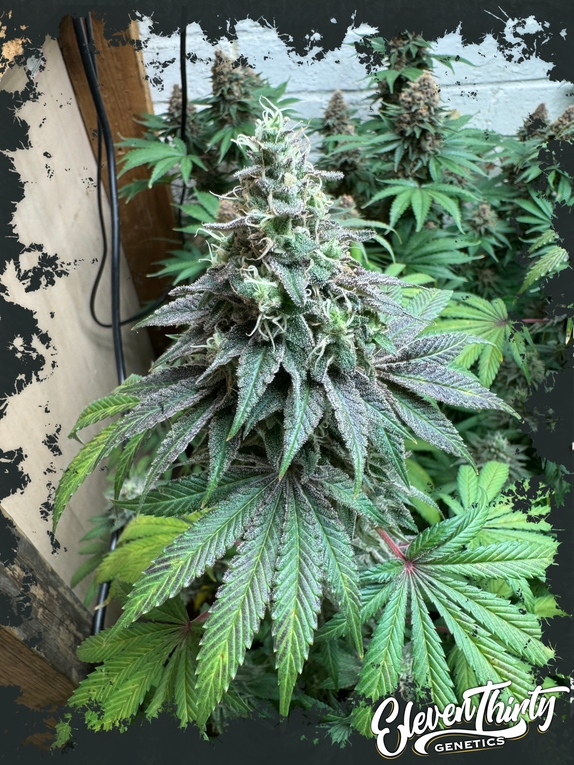 Double Scoop Autoflowering Cannabis Seeds