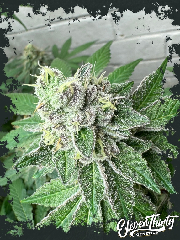 Garlic Budder Cannabis Seeds