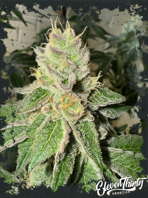 Garlic Budder autoflowering Cannabis Seeds