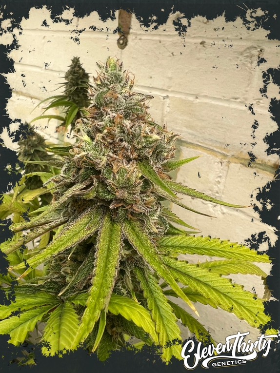 Habanero OG Cannabis Seeds