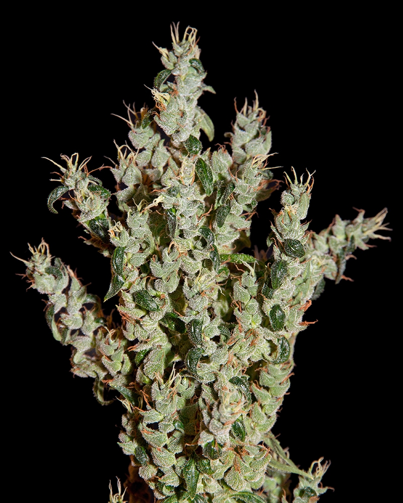 NL5 Haze Mist Cannabis Seeds