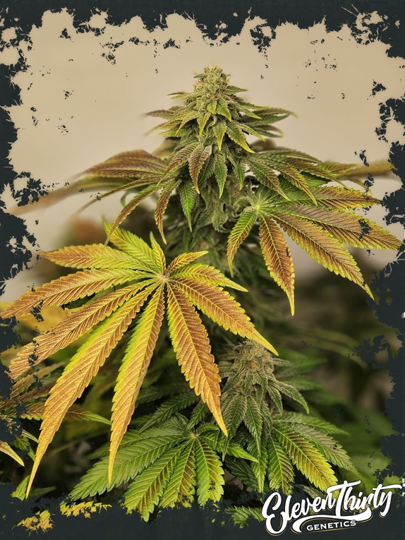 Highlighterz Cannabis Seeds