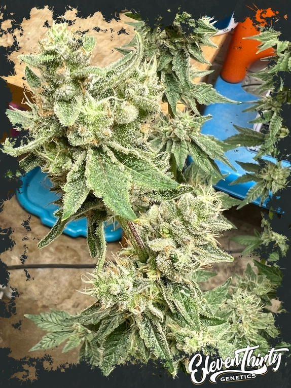 Kerosene Cookies Cannabis Seeds