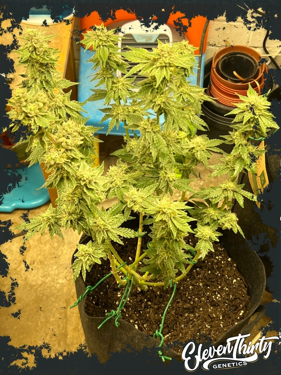 Kerosen Cookies autoflowering Cannabis Seeds