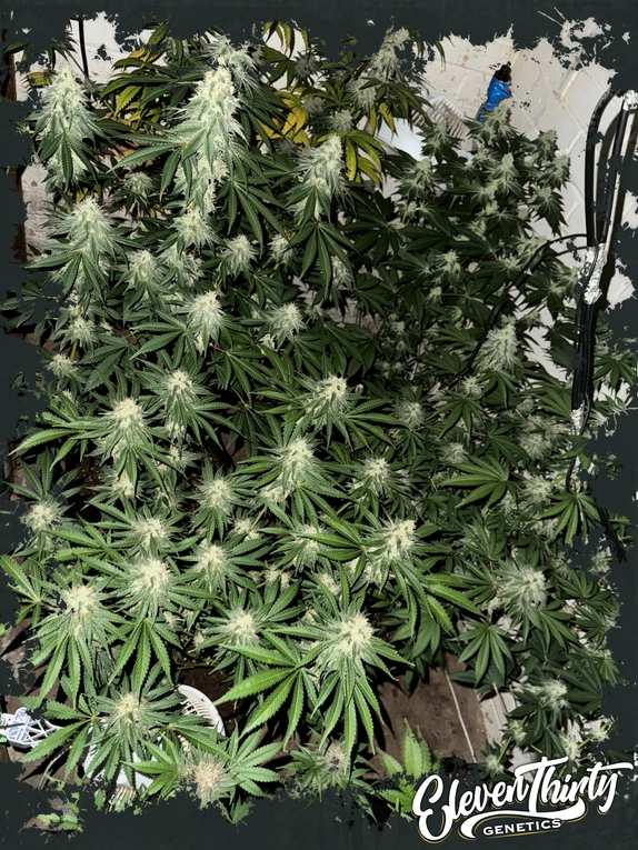 Lung Ztrikez Cannabis Seeds