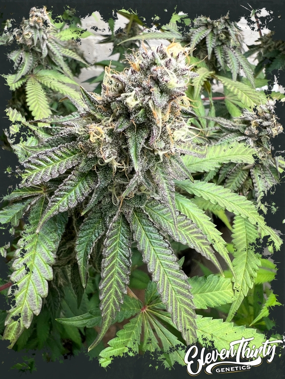 Nana Budder Cannabis Seeds