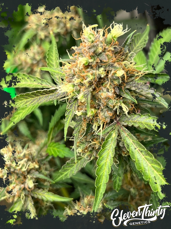 ONE EYED RESIN CHUCKER autoflowering Cannabis Seeds