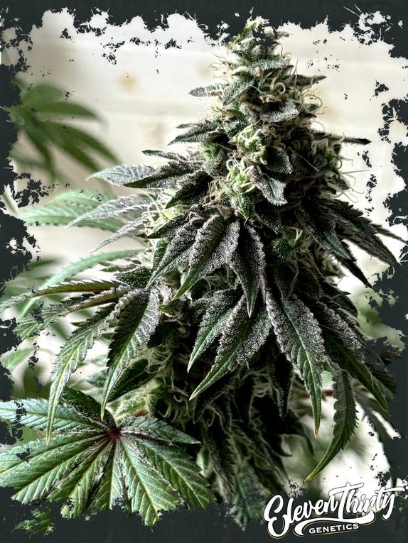 Papaya Krush Cannabis Seeds