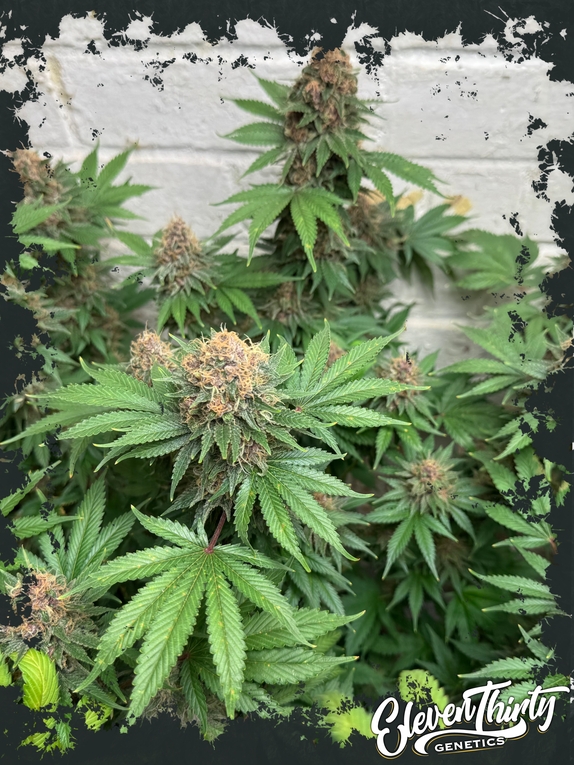 Purple Fun Dip autoflowering Cannabis Seeds