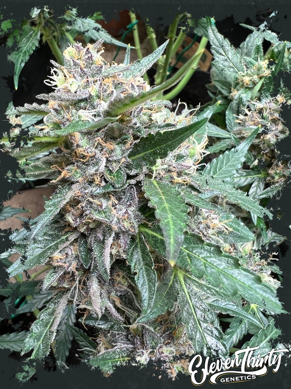 Rainbow Chip Cannabis Seeds