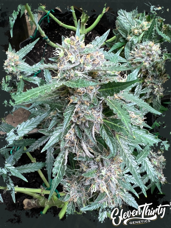 Rainbow Chip autoflowering Cannabis Seeds