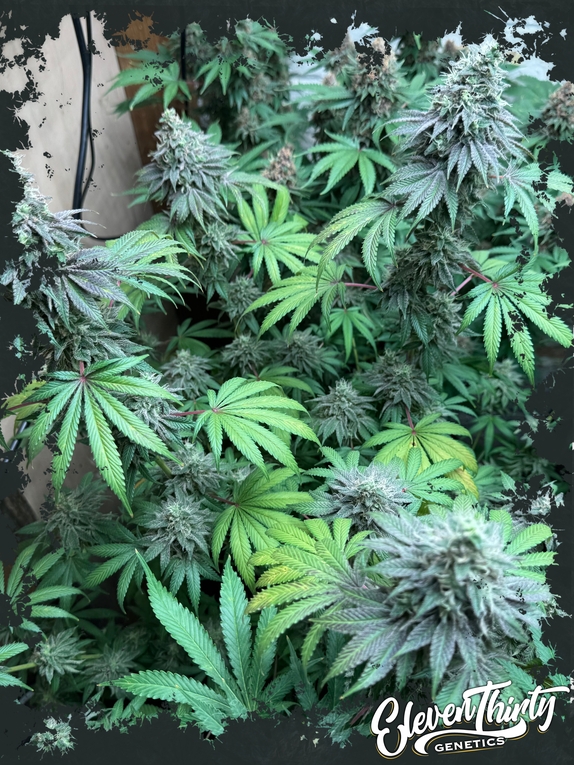 Swamp Fumez Cannabis Seeds