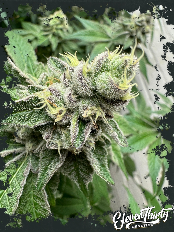 Swamp Fumez autoflowering Cannabis Seeds
