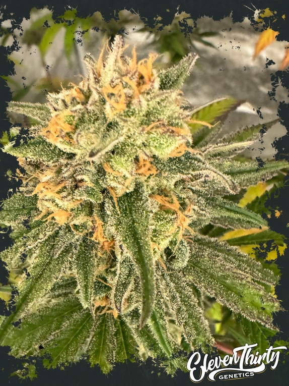 Toad Venom Cannabis Seeds