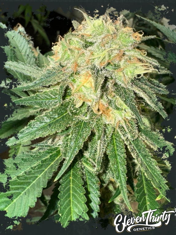 Toad Venom autoflowering Cannabis Seeds