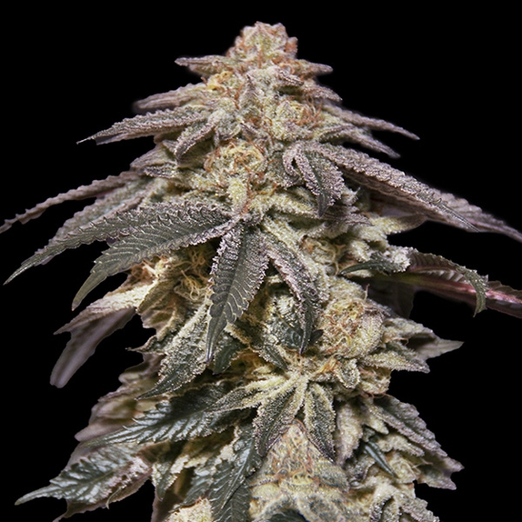 Auto Apple Bananas Cannabis Seeds