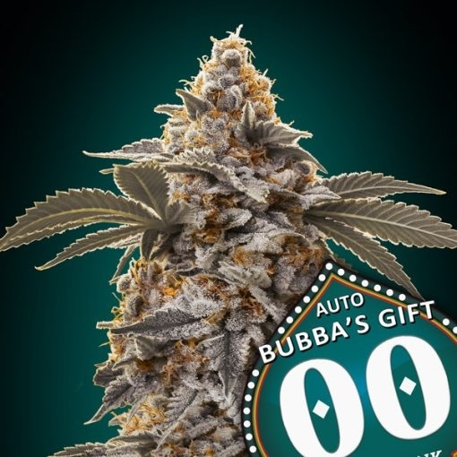 Auto Bubbas Gift Cannabis Seeds