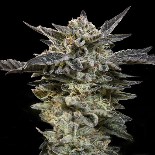 Auto Oreoz Cannabis Seeds