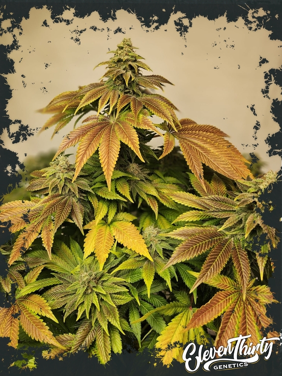 Zerbert autoflowering Cannabis Seeds