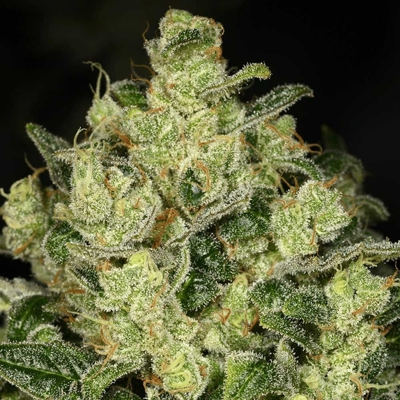 Trunk Funk Cannabis Seeds