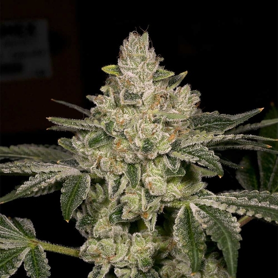 Hash Blast Cannabis Seeds