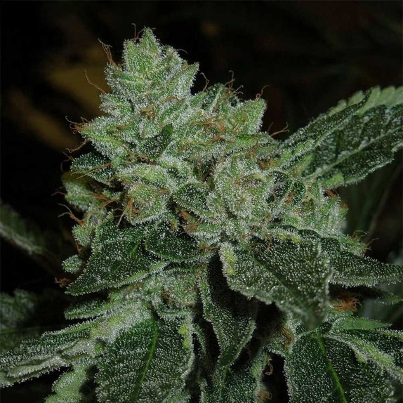 Brotherhood OG Regular Cannabis Seeds