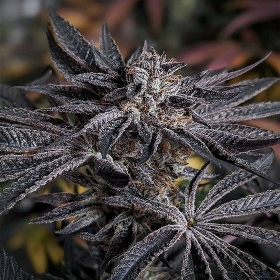 Pink Sherb Feminized Cannabis Seeds