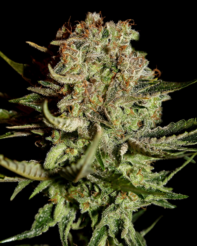 Super Bud  Cannabis Seeds
