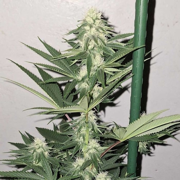 Zi Fritter Regular Cannabis Seeds