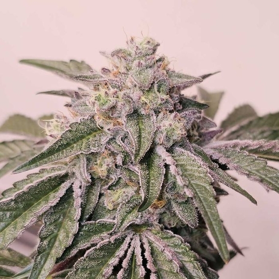 Pink Pie Feminized Cannabis Seeds