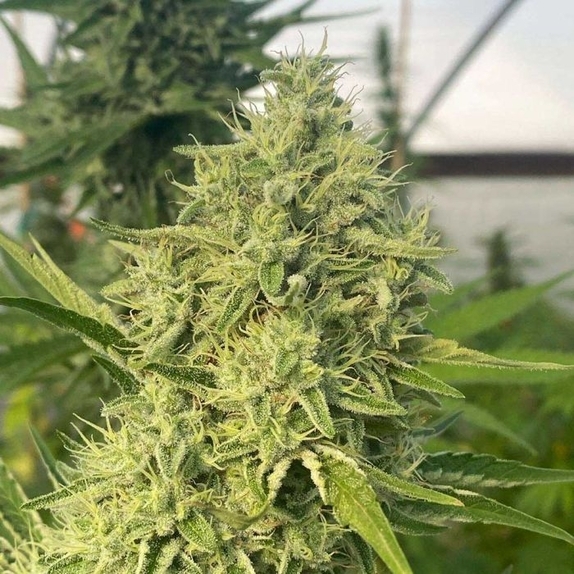 Black Beard Feminized Cannabis Seeds